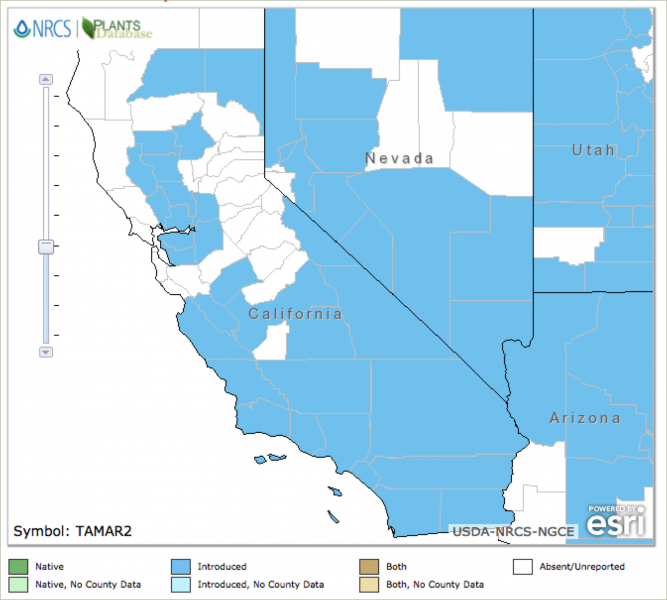 Tamarix distribution in California and surrounding states