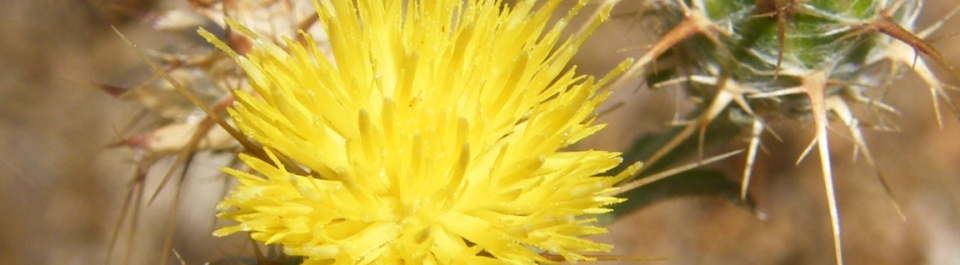 Maltese star thistle (tocolote)