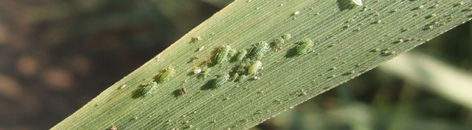 Hyalopterus pruni (aphids) on native Phragmites