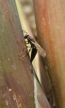 Female Arundo wasp (Tetramesa romana) depositing an egg in a young Arundo stem