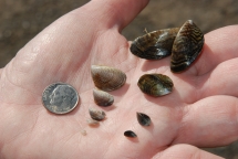 Quagga mussels of various sizes. California Department of Fish and Game
