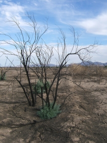 Regrowth of tamarisk in Sonoran Desert
