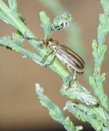 <em>Diorhabda</em> beetles on tamarisk branch