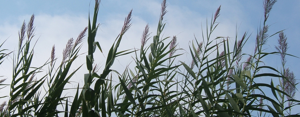 Arundo