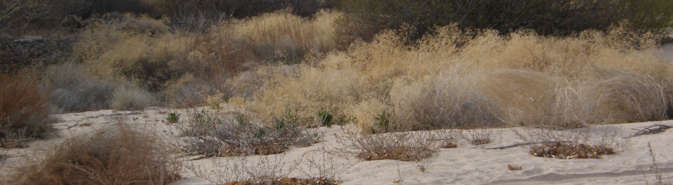 Perennial pepperweed in the Mojave River