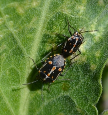 Bagrada bug mating pair on perennial pepperweed