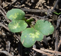 Perennial pepperweed seedlings with bagrada bug feeding damage