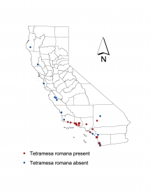 Arundo wasp (Tetramesa romana) distribution in California